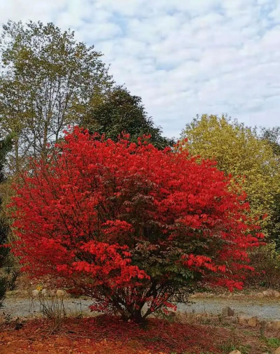 火焰卫矛用什么嫁接的
