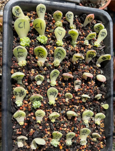 家庭养花用生根粉