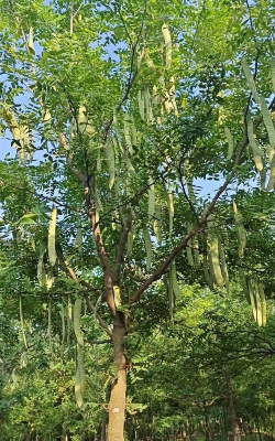 皂荚树叫什么名字