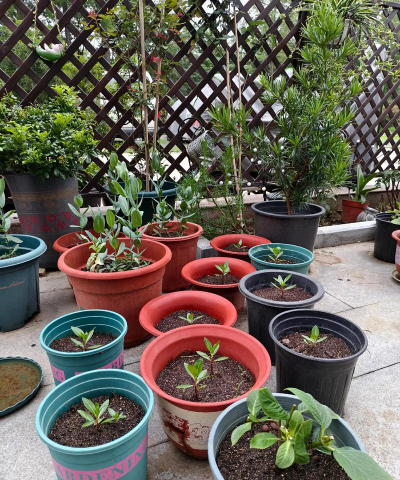 家庭养花用生根粉