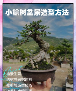 如何制作榆树盆景