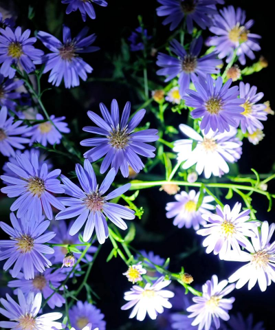 荷兰菊属于什么花卉