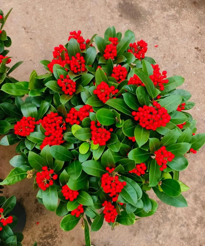 红紫玉怎么养护