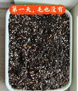 什么是石生花种芽