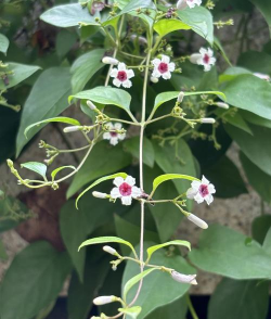 鸡屎藤怎么不开花