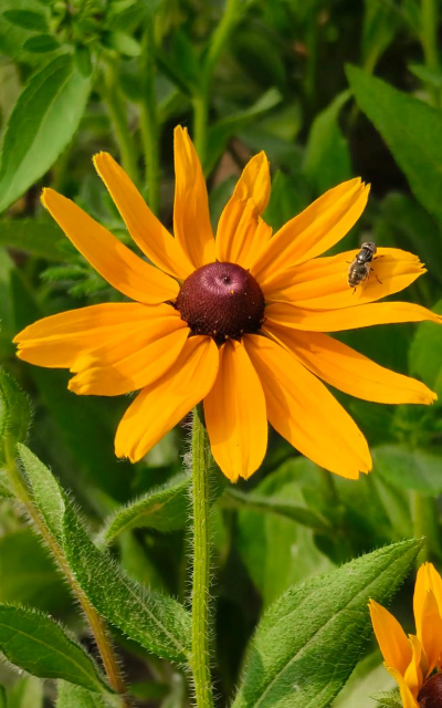 金光菊什么时候开花