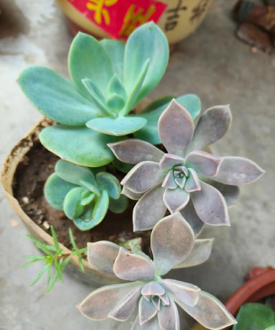 家庭养花用生根粉