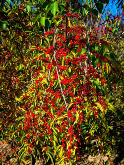 坚贞不屈是什么花