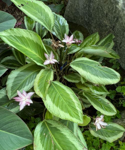 罗氏竹芋有什么寓意