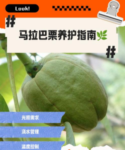 马拉巴栗怎么管理