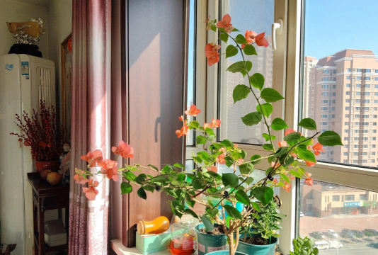 家庭养花用生根粉