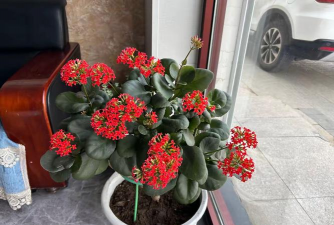 家庭养花用生根粉