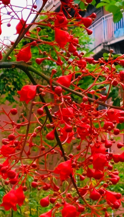 澳洲火焰什么时候开花