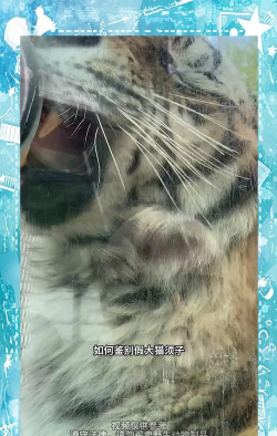 老虎须子怎么鉴定