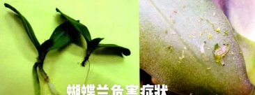 蕈蚊幼虫怎么杀死