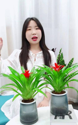 小红星怎么分株