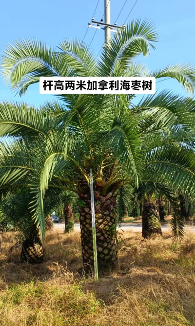 加拿勒海枣的种植及养护技术