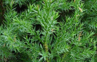 盆景植物带刺叫什么松