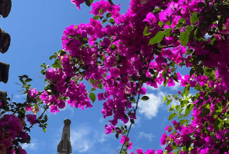 丽江的市花是什么花