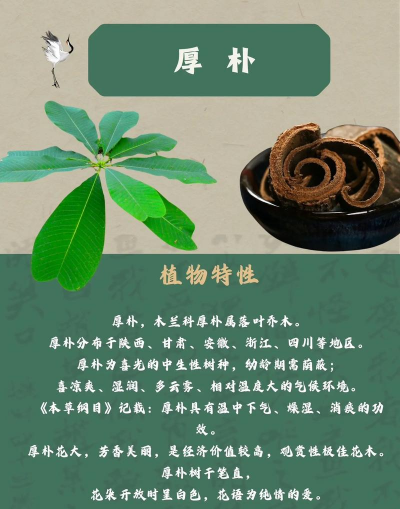 厚朴的特征特性及栽培技术(1)