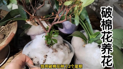 家庭养花用生根粉