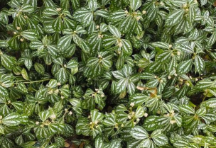 冷水花什么时候落叶