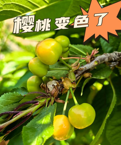最早樱桃什么时候成熟