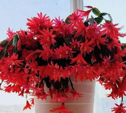 红色假昙花怎么养