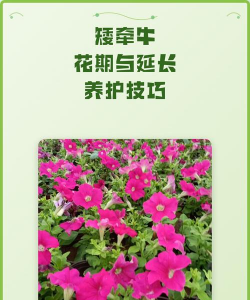 矮牵牛怎么延长花期