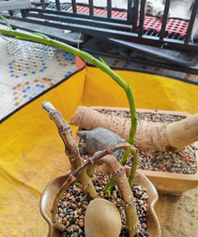 家庭养花用生根粉