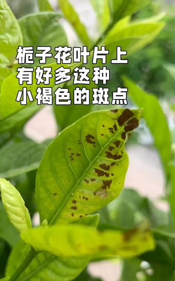 叶子上有黑斑是什么植物