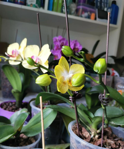 家庭养花用生根粉