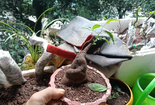 家庭养花用生根粉