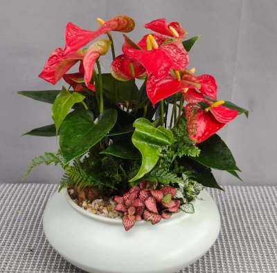 家庭养花用生根粉