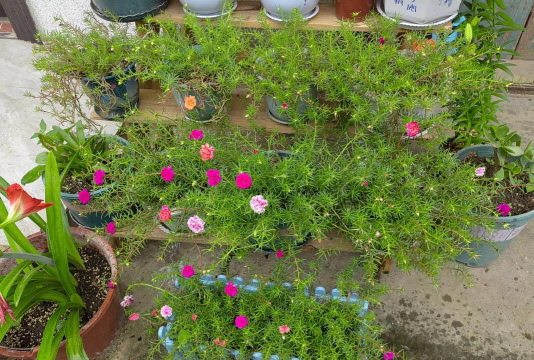 家庭养花用生根粉