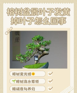 小叶榕为什么不变黄