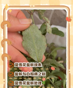 叶子似有白霜是什么花