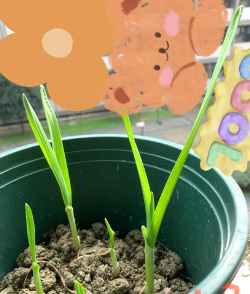 空内蒜苗怎么养