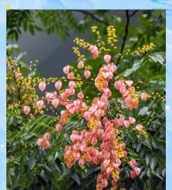 栾树下适合种什么果树