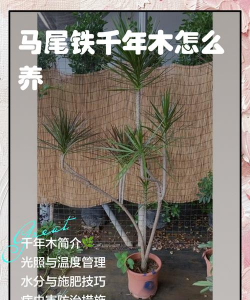 马尾铁冬季怎么浇水