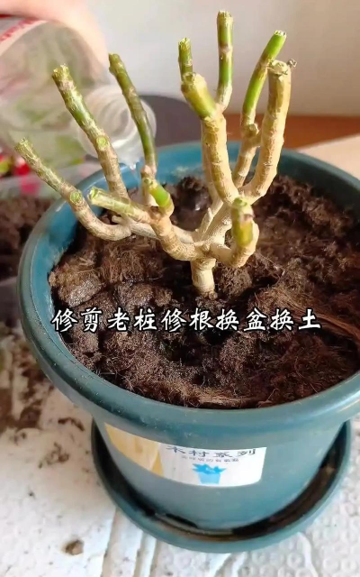 家庭养花用生根粉