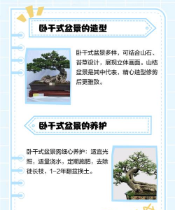 怎么卧干式盆景