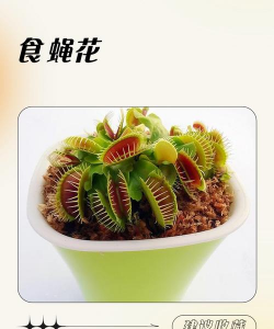 吃苍蝇花叫什么花