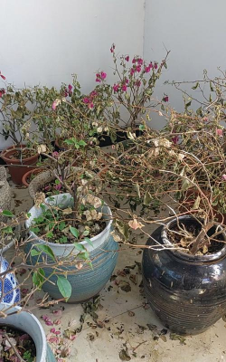 家庭养花用生根粉