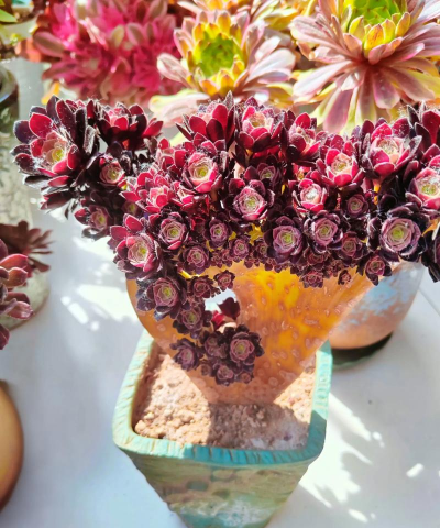 家庭养花用生根粉