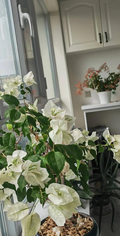 白雪公主花木什么意思