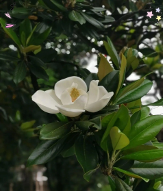 广玉兰怎么落叶了