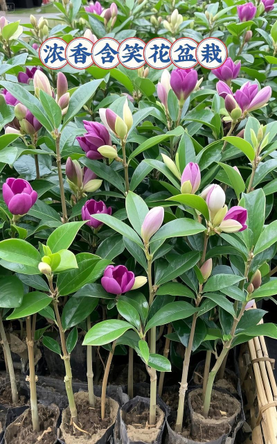 什么品种的含笑价值高