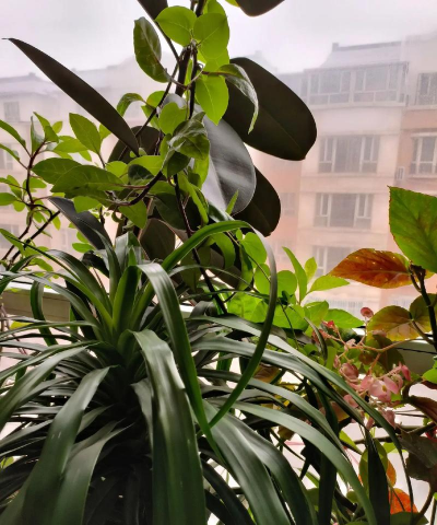 家庭养花用生根粉