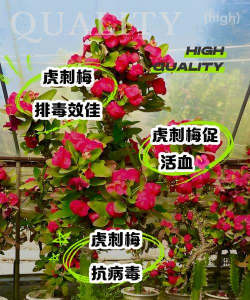 养刺梅花有什么好处